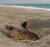 How do sea turtles find their eggs?
