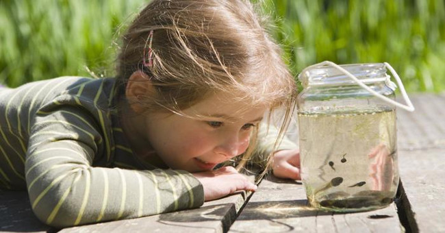 How do tadpoles breathe underwater?