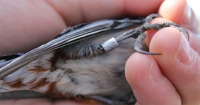 How do we monitor the migration of birds in the world?