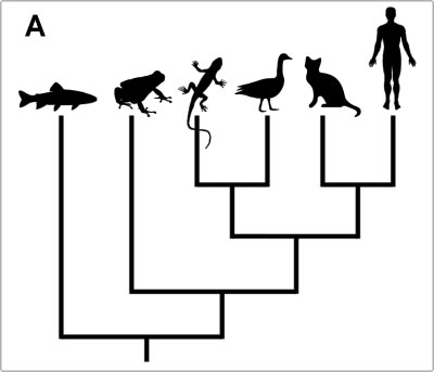 How do you understand the evolutionary tree (Part I)