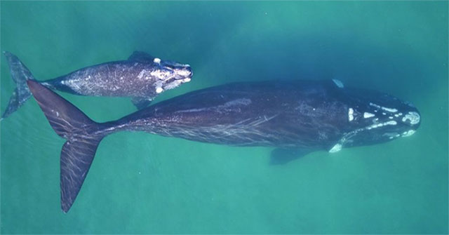 How do you weigh a 190 ton whale swimming at sea?