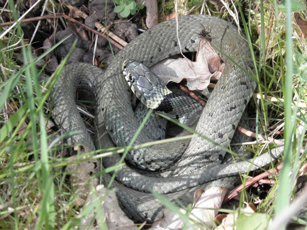 How does a male snake find a mate?
