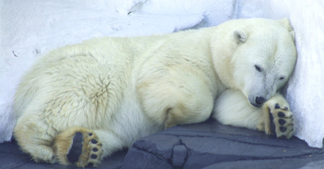 How does bear go to WC when hibernating?