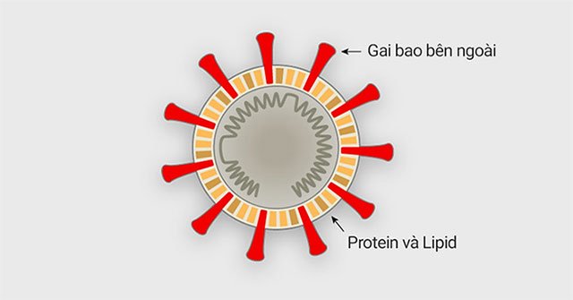 How does corona virus attack human cells?