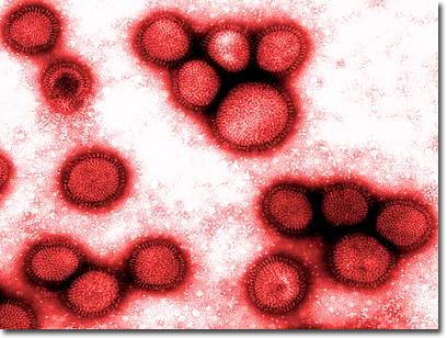 How does flu virus attack humans?