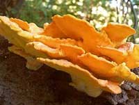 How does Ganoderma affect health?