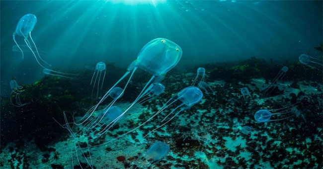How does jellyfish dominate the sea when there is no brain?