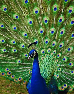 How does ostentatious traits of males evolve?