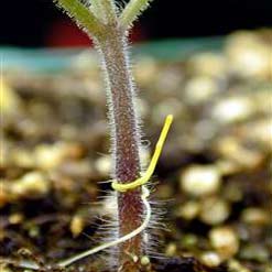 How does parasitic plant find its host?