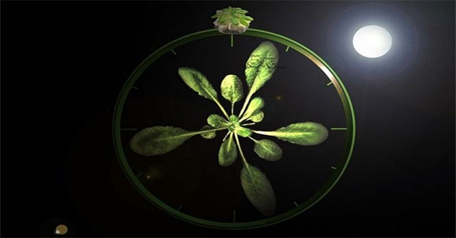 How does plants regulate circadian rhythms?