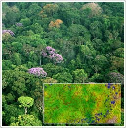 How does soil nutrients affect tropical forests?