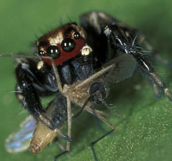 how does the bloodthirsty spider choose moof?