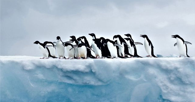 How does the compass tell us where the North pole is at the South Pole?