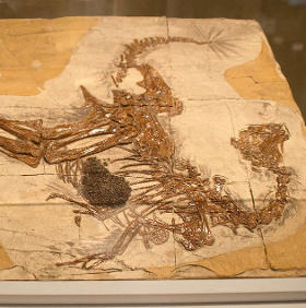 How does the dinosaur learn to fly?