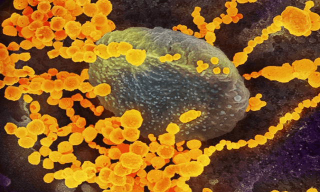 How does the immune system fight nCoV?