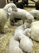 How does the lamb receive the mother in the crowd?