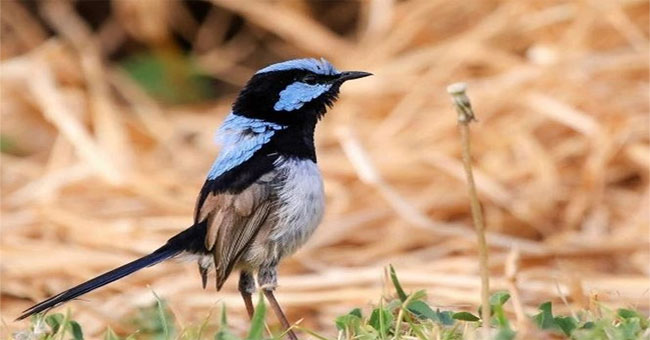 How does the new 'language' bird learn?