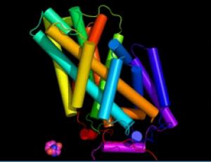 How does the open protein 'door' come into the cell?