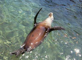 How does the seal maintain oxygen when diving?