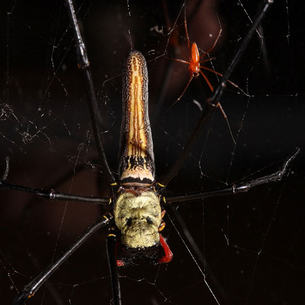 How does the spider say 'not' to sex?