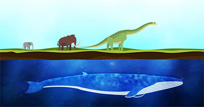 How does the whale become the world's largest animal?