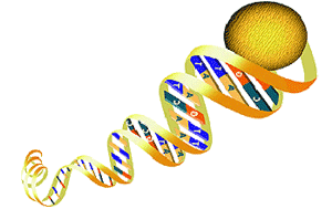 How does Vietnam go on the map of human genes?