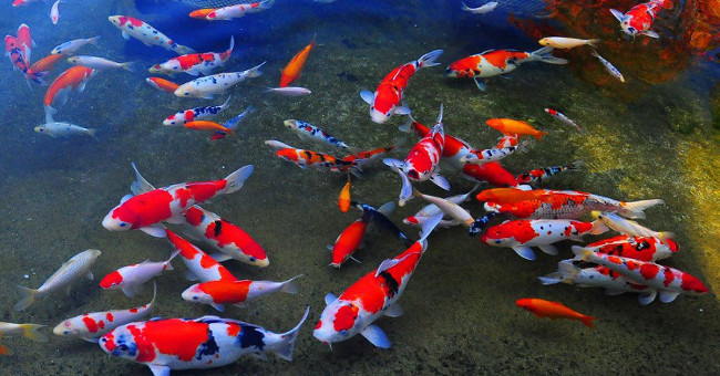 How expensive is the Japanese Koi carp?