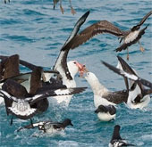How far can birds fly?