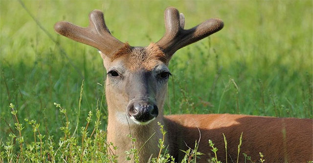 How fast is deer velvet?