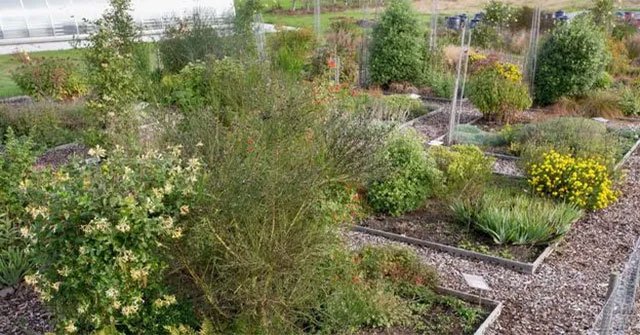 How garden will attract more insects?