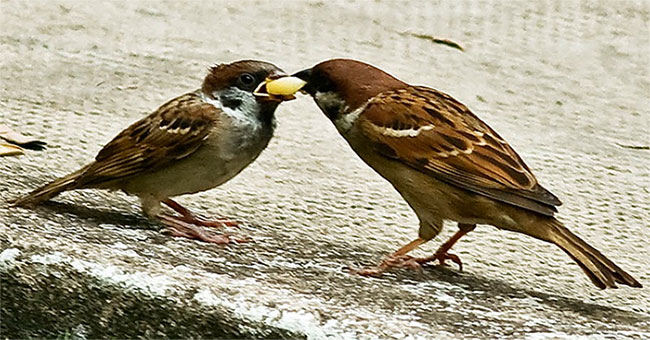 How has sparrow evolved in human society?