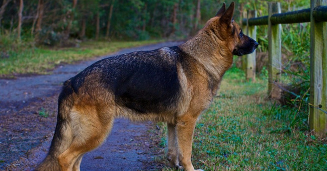 How has the most loyal human friend changed in 100 years