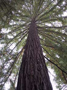 How height are the trees?