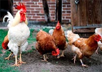 How hens hide sex