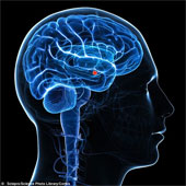 How human personality is due to brain structure