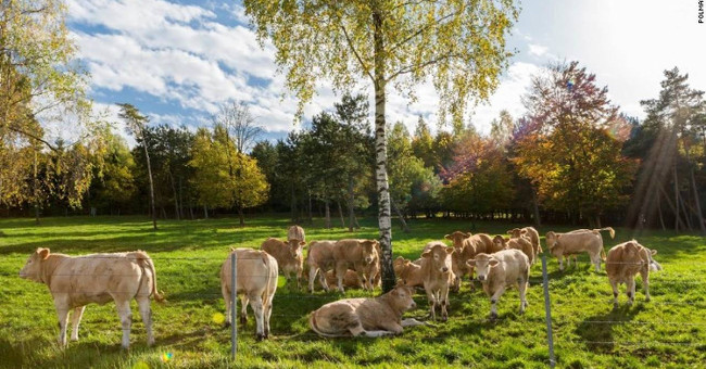 How is beef more expensive than Kobe beef produced?