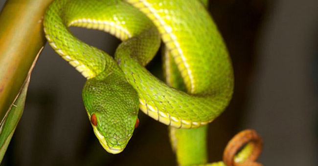 How is bitten by poisonous snake, first aid?