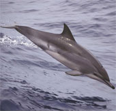 How is dolphin sleep different from humans?