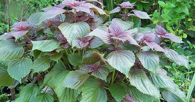 How is drinking perilla leaf water effective and harmful to health?
