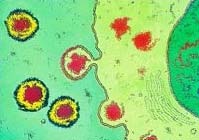 How is HIV hiding in the body?