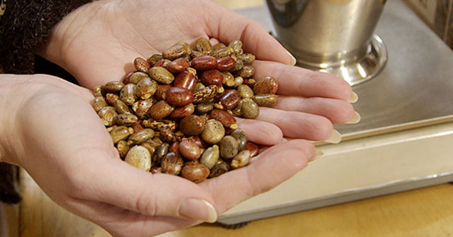 How is ricin in castor oil poisonous?