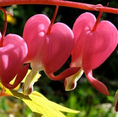 How is 'that' in plants?
