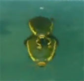 How is the beetle 'love' underwater?