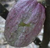How is the famous Vietnamese Chocolate made?