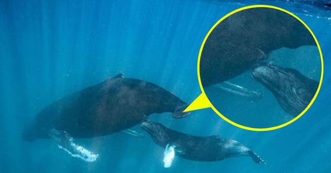 How is the secret of feeding a whale?