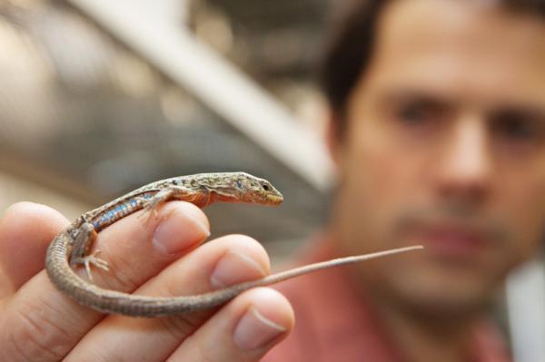 How lizard tail-shedding?