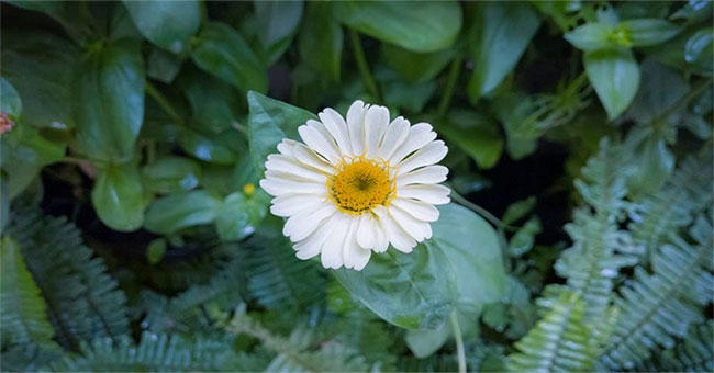 How long can flowers last from harvest?