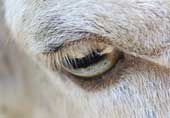 How long the eye lids are