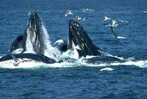 How many fish species on Earth?