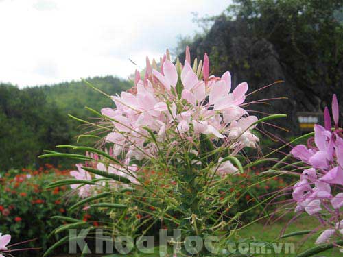 How many species of flowering plants?